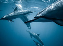 瓦尔德内尔：樊振东一直是最出色球员之一，相信他会取得辉煌成就